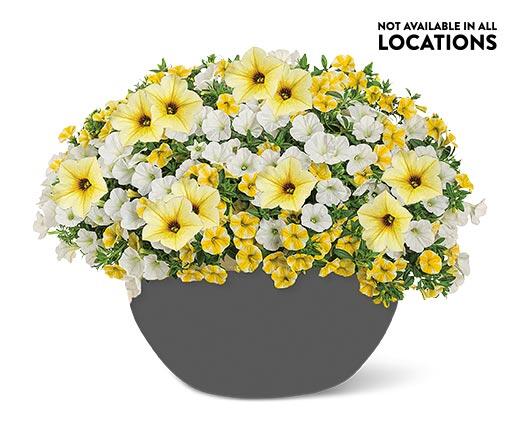 Summer Premium Patio Planter