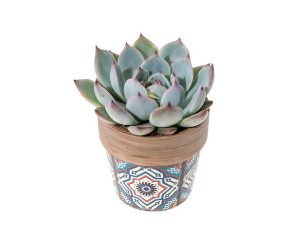 Succulent in Ceramic