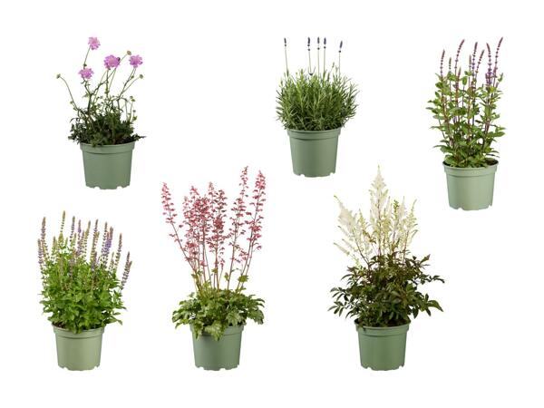 Stor staudeplante