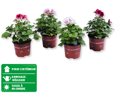 Pelargonium grandiflorum
