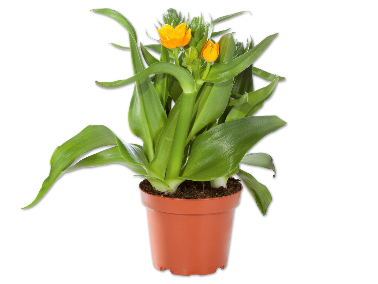 Ornithogalum dubium (Milchstern)