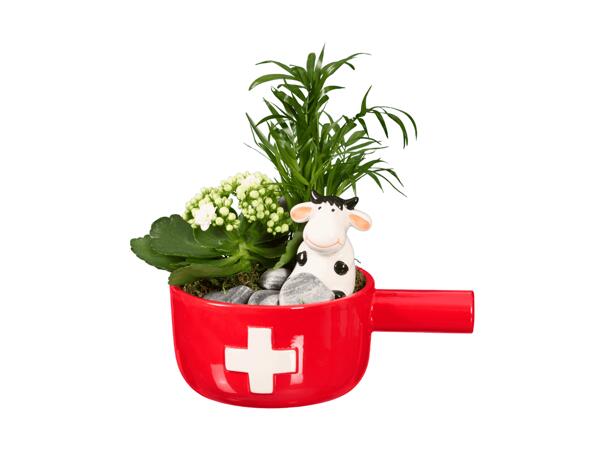 Plante dans un caquelon