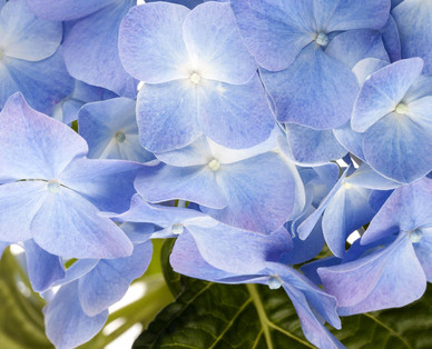 Hortensie