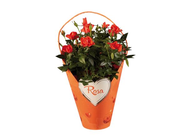 Roses