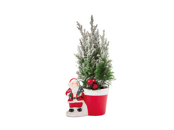 Santa with Conifer