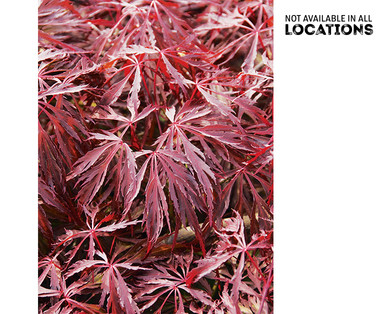 Japanese Maple Tree
