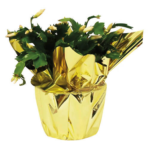 5" Holiday Cactus, assorted colors