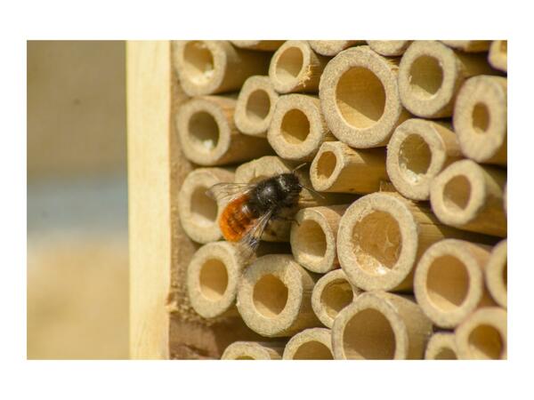 Dobar Nesting Aid for Wild Bees