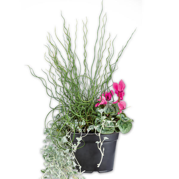 Herbst Hexe Trio
