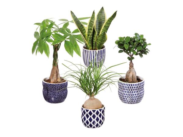 Green Plants