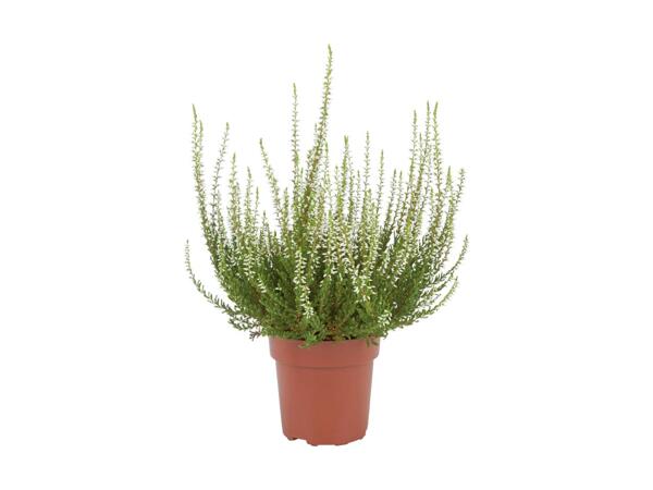 Large Calluna Heather