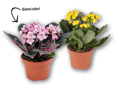 Calandiva/Violetta africana