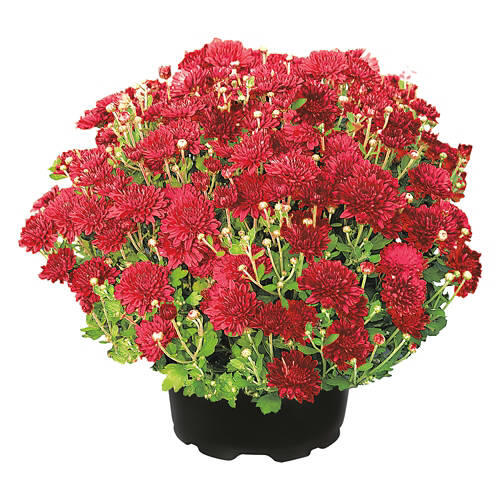 8" Garden Mums - Assorted Colors