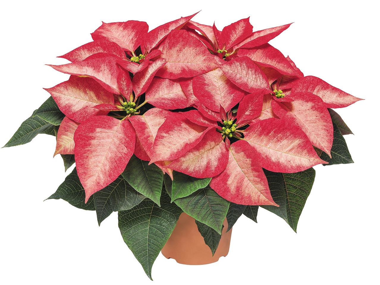 Speciality Christmas Poinsettias1