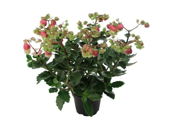 Kalanchoe Dolly