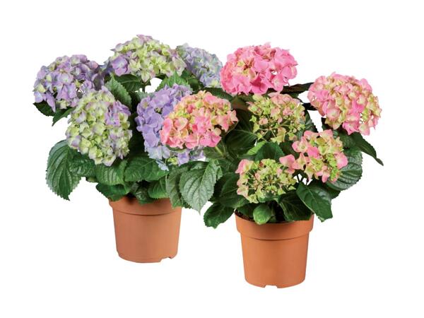 Hydrangeas
