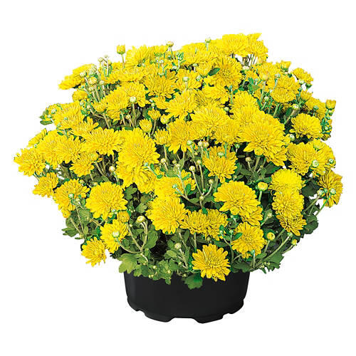 8" Garden Mums - Assorted Colors