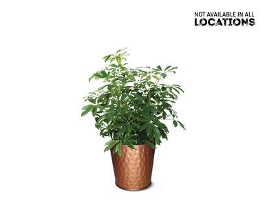 4" Foliage Assortment