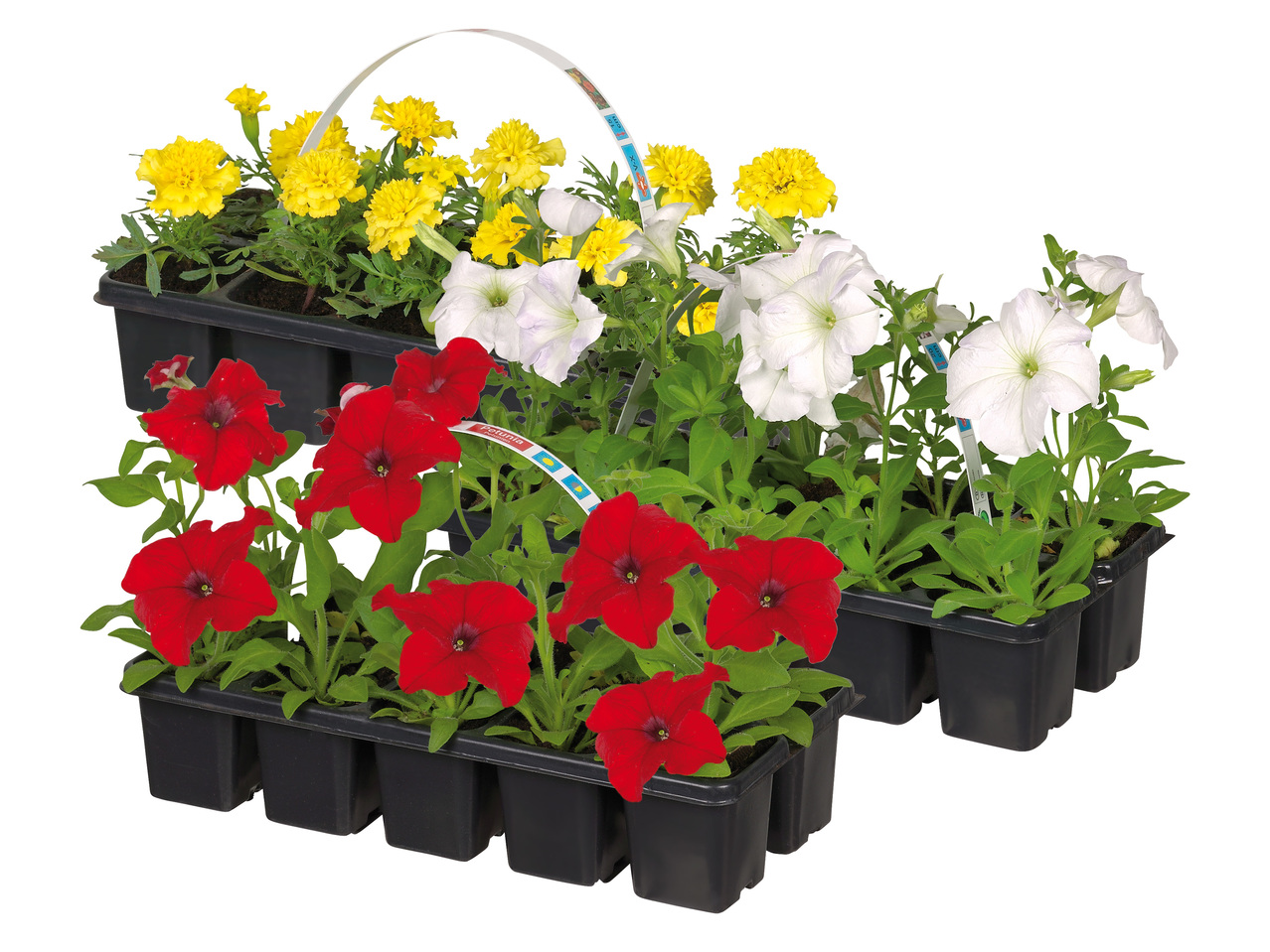 SOMMARBLOMMOR, 10-PACK