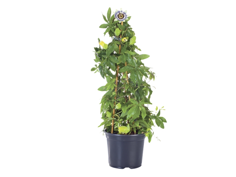 Passiflora Passion Flower