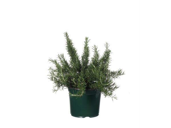 Aromatic Herbs