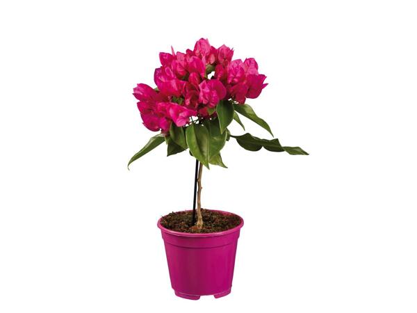 Bougainvillea
