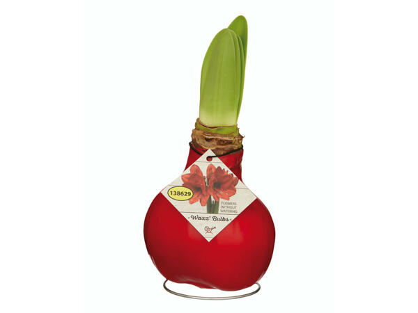 Amaryllis