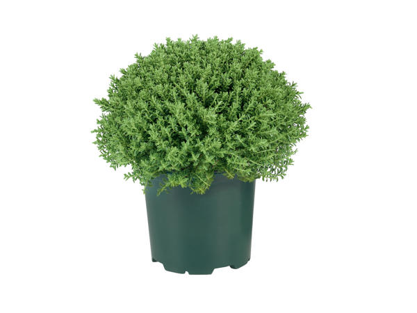 Hebe Plants1