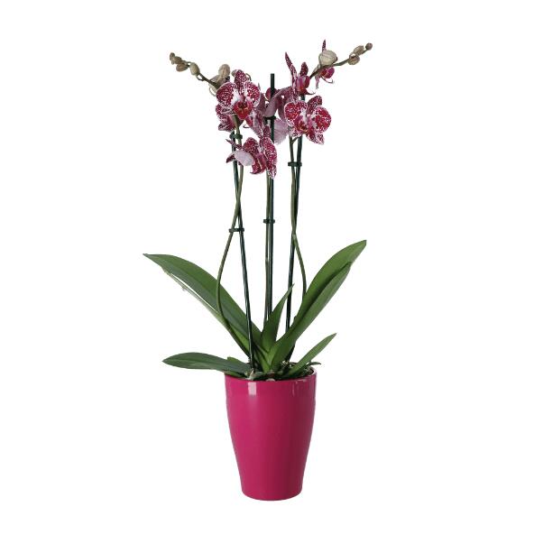 3-tak Orchidee