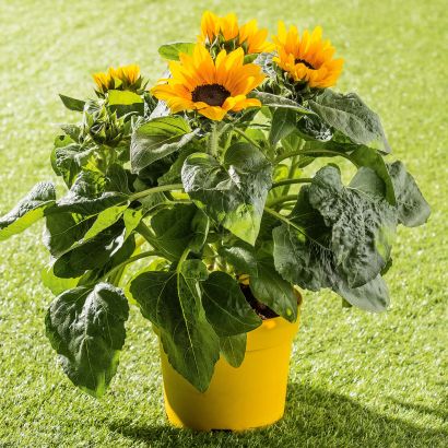 Tournesol
