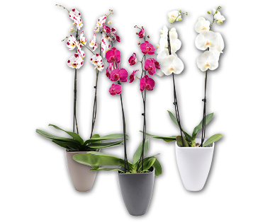 Orchidee XXL