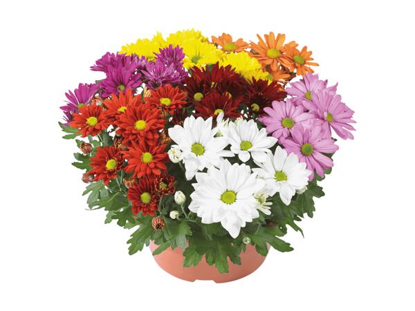 Chrysanthèmes Carnaval XL