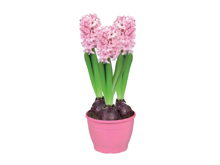 Potted Hyacinth Bulbs - available from Sunday 26th Feb