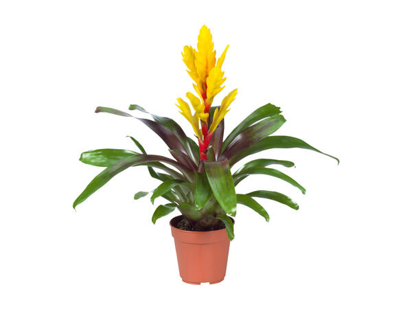 Vriesea or Guzmania