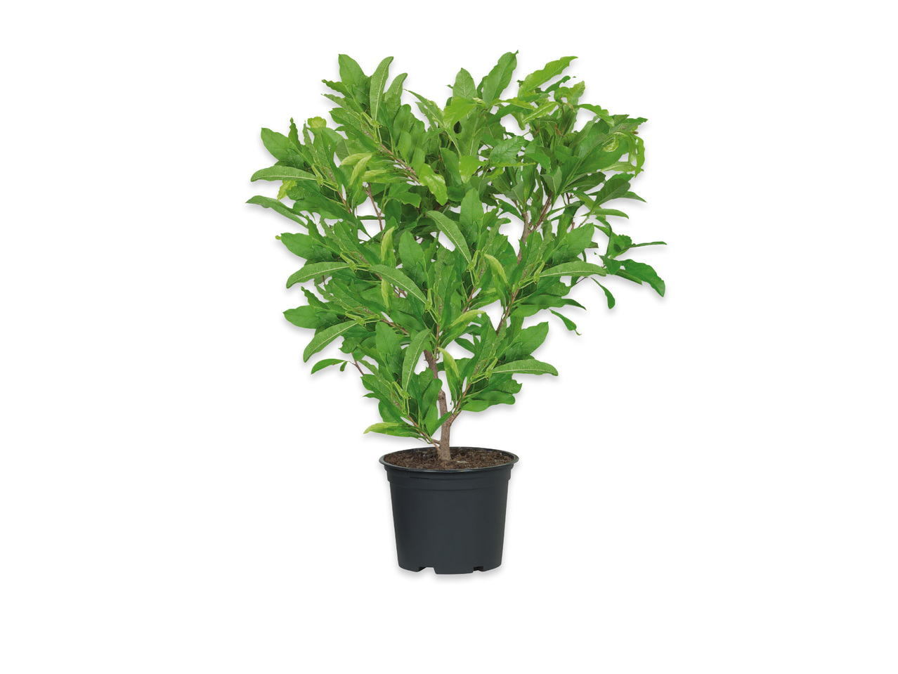 MAGNOLIA