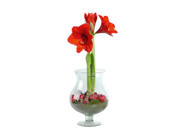 Amaryllis i juleglas