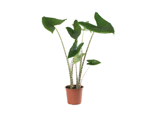 Alocasia Lauterbachia