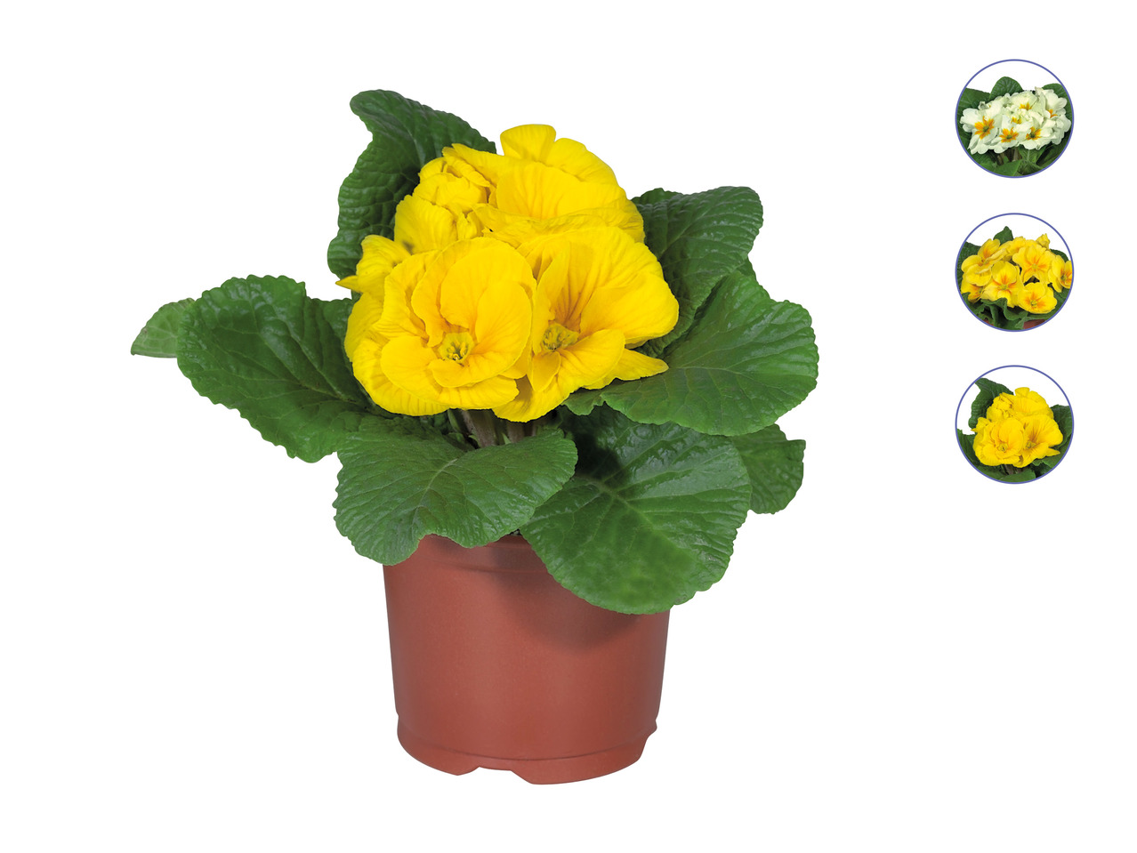 Primrose1