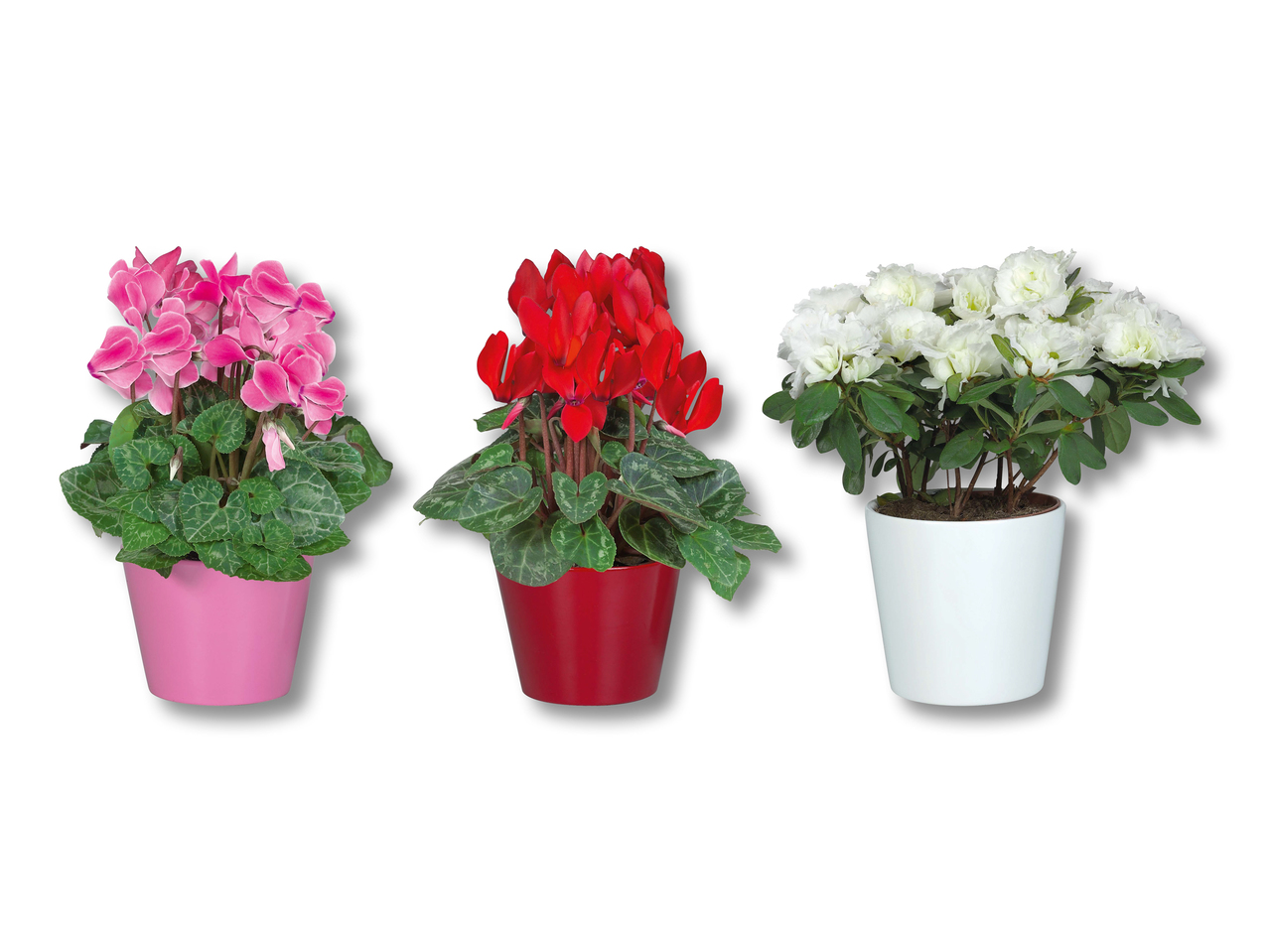 Cyclamen et azalée dans un pot en céramique