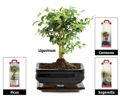 Bonsai Tree