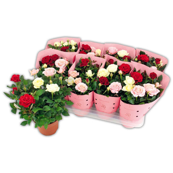 Topfrosen Trio Maxima Dolc'Amore(R)
