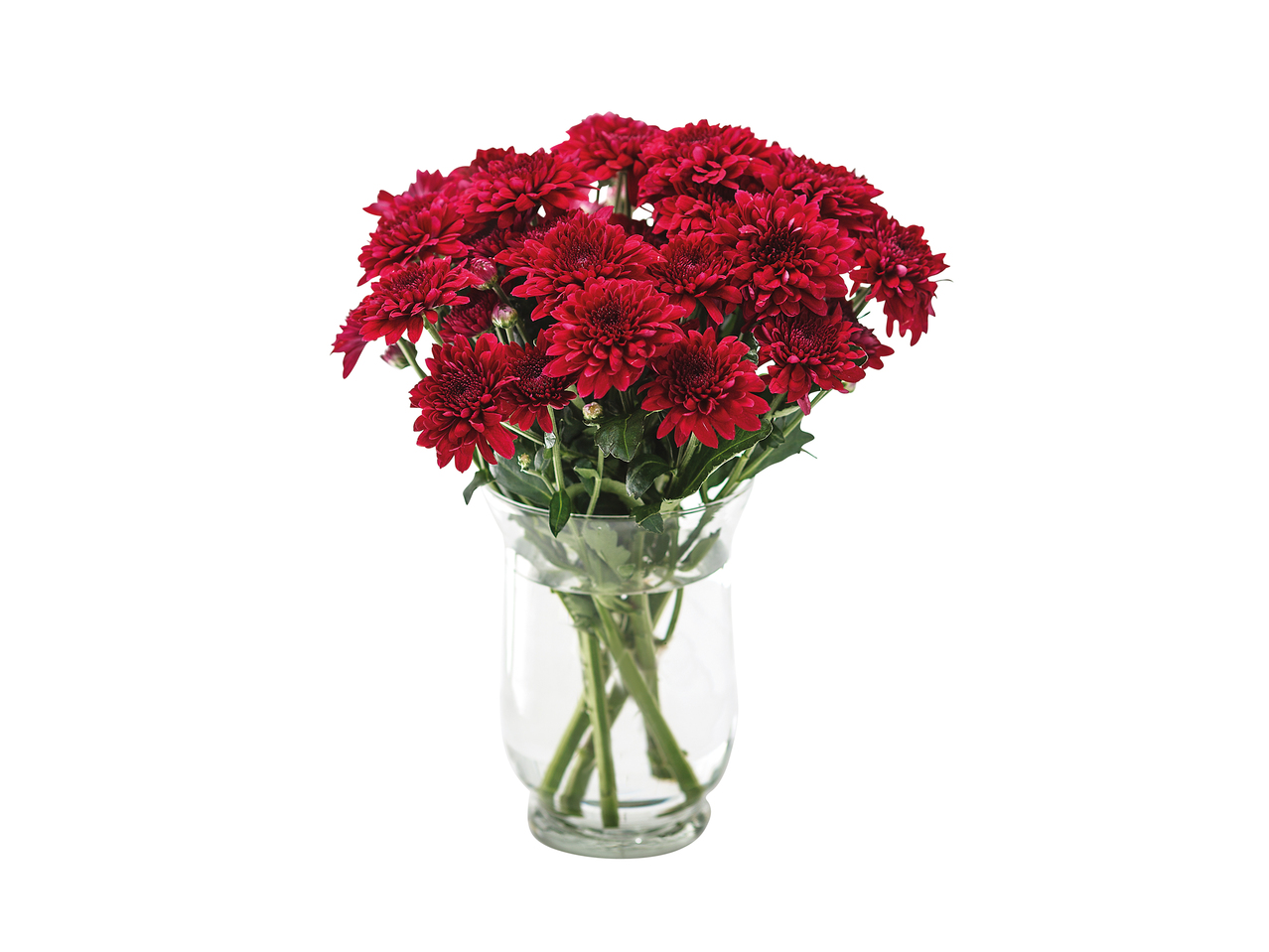 Chrysanthemums