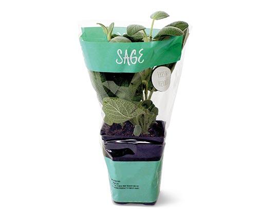 Potted Herbs Assortment