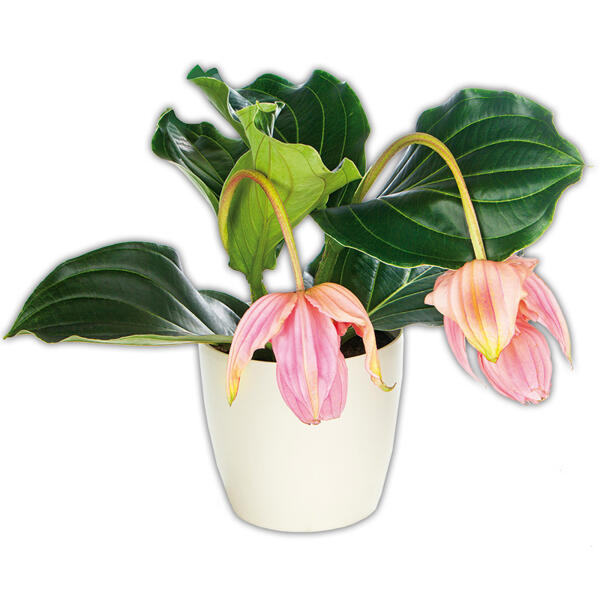 Medinilla magnifica