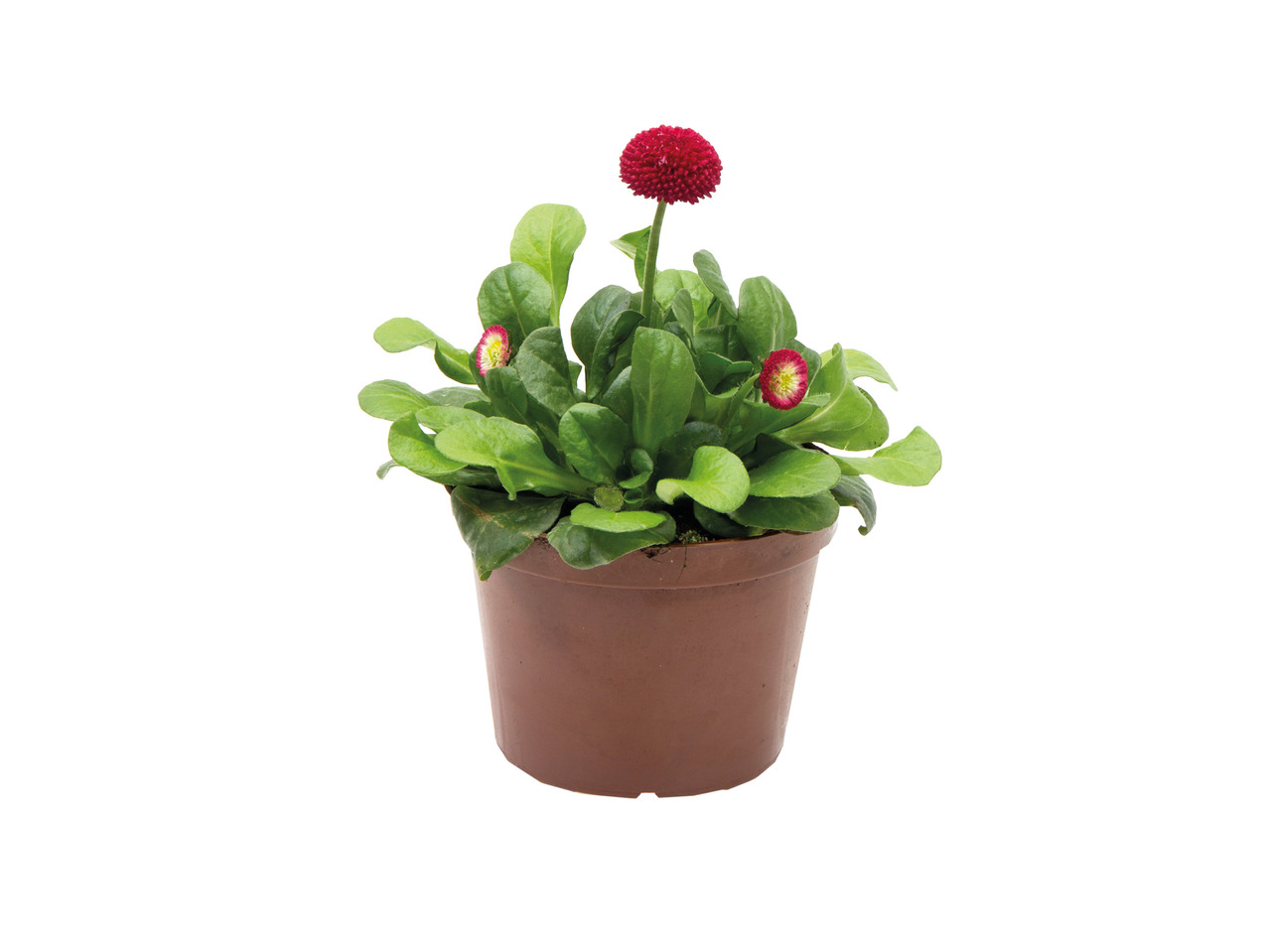 Grøn plantemix