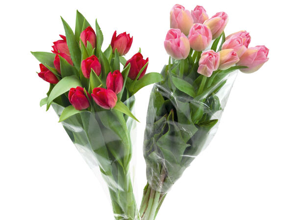 Tulpen