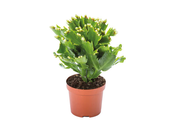 Christmas Cactus