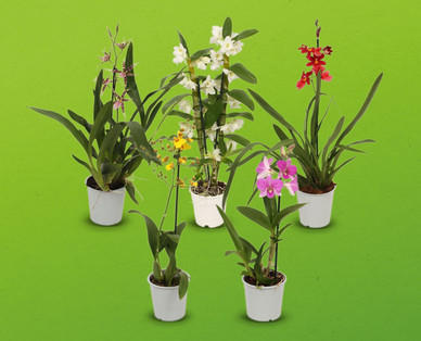 Orchideenvielfalt