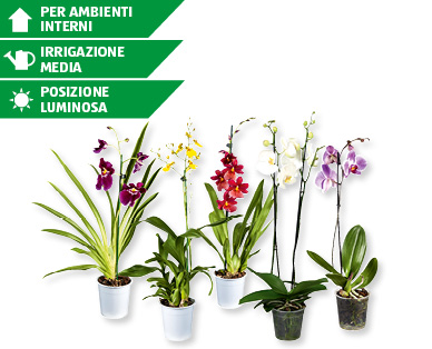 Orchidee