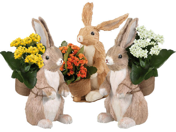 Osterhase mit Kalanchoe bepflanzt